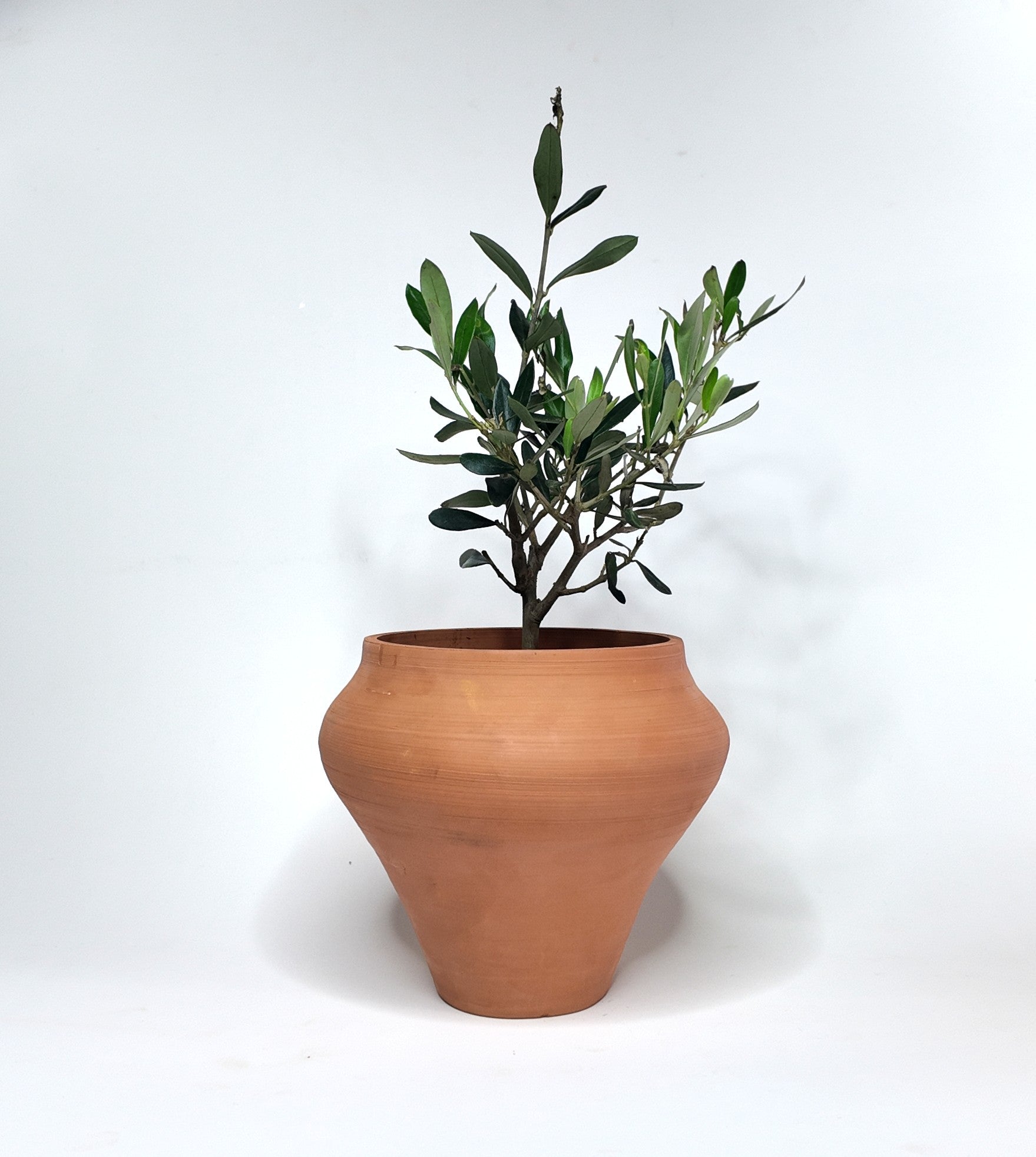small olive tree